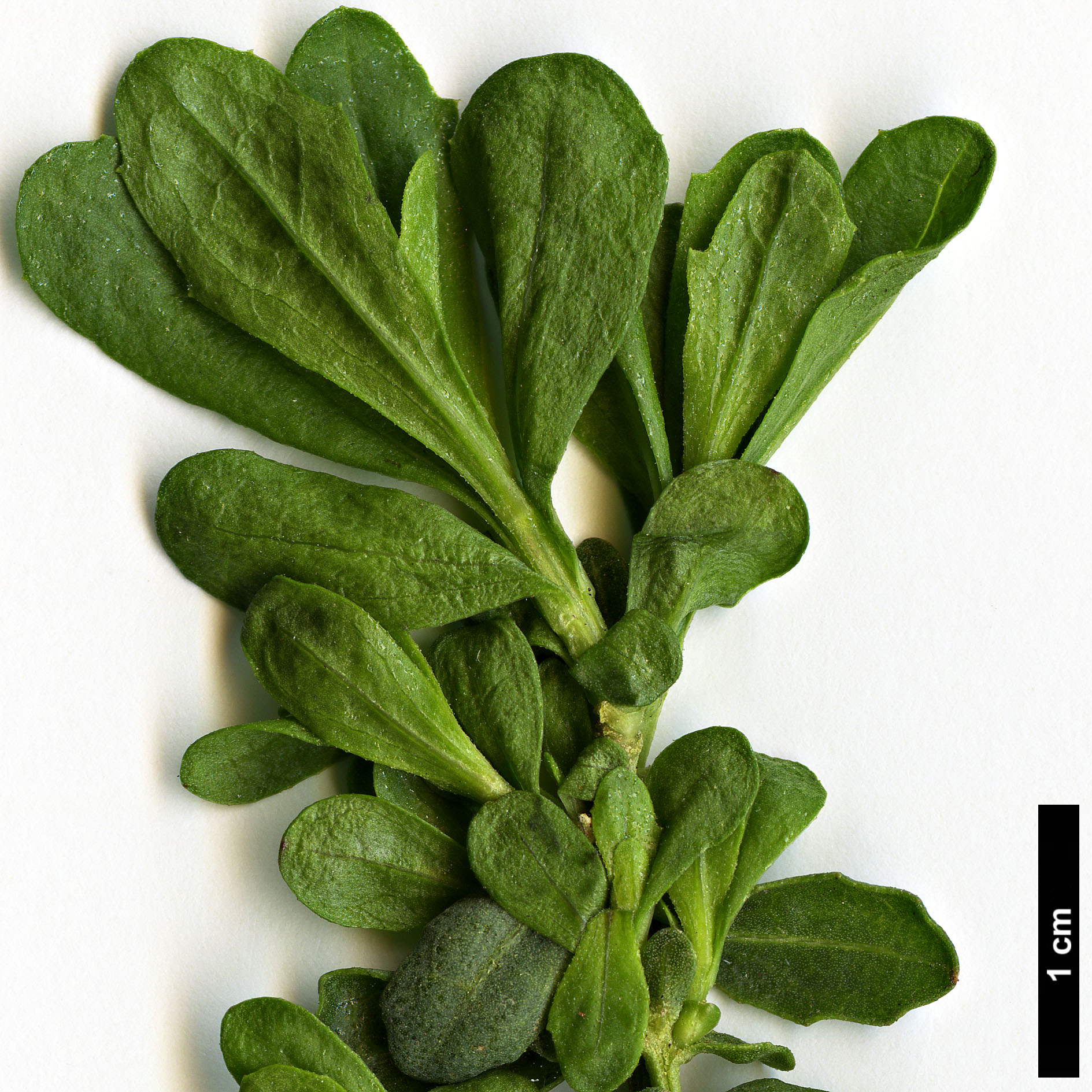 High resolution image: Family: Asteraceae - Genus: Baccharis - Taxon: pilularis - SpeciesSub: var. consanguinea